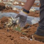 Maui: Pineapple Planting Experience - The Cost and Value
