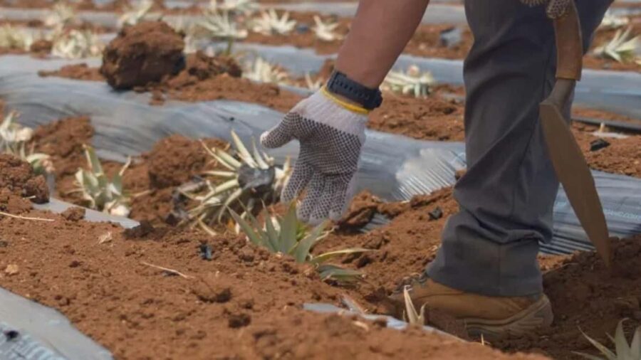 Maui: Pineapple Planting Experience - The Cost and Value