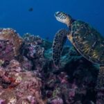 Maui: Small Group Shark & Turtle Scuba Dive from Shore - The Value of the Tour