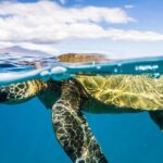 Maui: Snorkel and Sunset Sail with Water Slide - Who Will Love This Tour?
