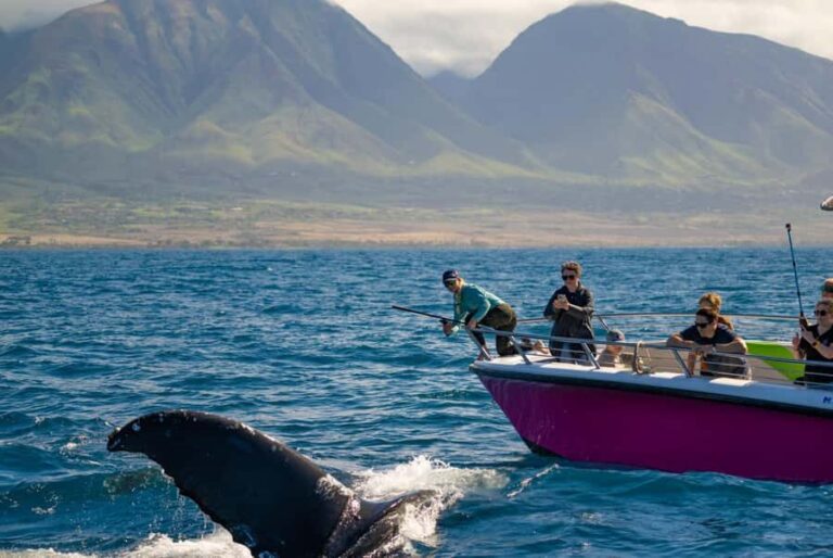 Maui: Sunrise Whale Watch - The Itinerary and Experience