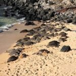 Maui Tour : Road to Hana Day Trip from Kahului Lunch, Water, Chip - Assessing the Value