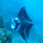 Maui: Turtle Town Kayak and Snorkel Tour - Who Will Love This Tour?