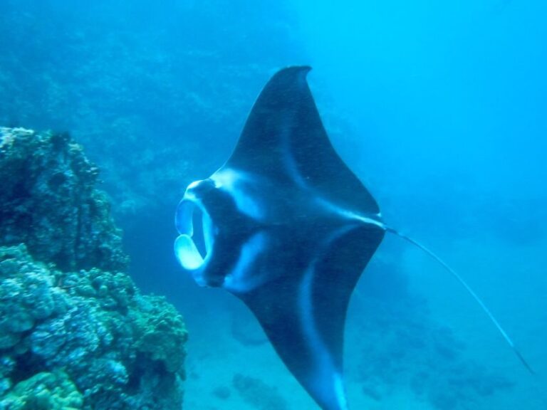 Maui: Turtle Town Kayak and Snorkel Tour - Who Will Love This Tour?