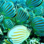 Maui: Turtle Town Snorkeling Tour with a Marine Biologist - The Highlights of the Reef and Marine Life