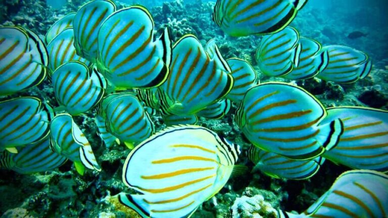 Maui: Turtle Town Snorkeling Tour with a Marine Biologist - The Highlights of the Reef and Marine Life