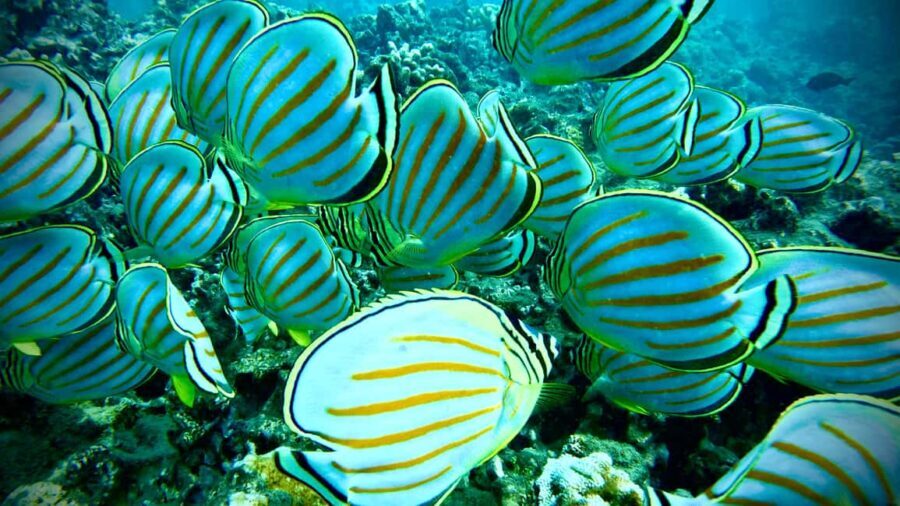 Maui: Turtle Town Snorkeling Tour with a Marine Biologist - The Highlights of the Reef and Marine Life