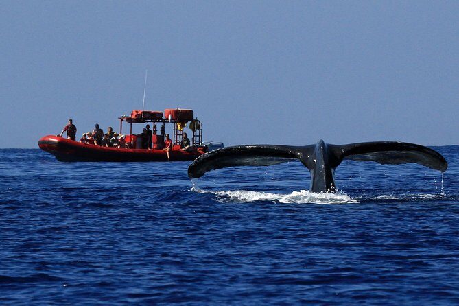 Maui Whale-Watching Tour by Raft from Kihei - Why This Tour Works Well
