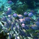 Mayan Adventure: Snorkel in Cove, Cenotes & Underground River - Who Is This Tour For?