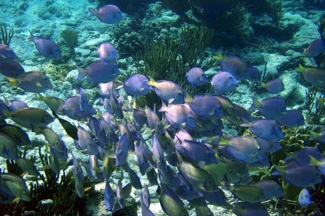 Mayan Adventure: Snorkel in Cove, Cenotes & Underground River - Who Is This Tour For?