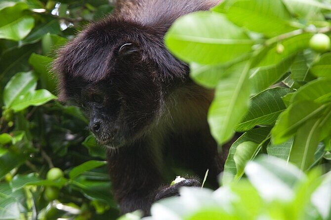 Mayan Adventure to Coba and Cenote and Punta Laguna from Valladolid - What’s Included and What’s Not