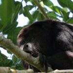 Mayan Jungle Adventure (Private, Full Day) - What to Expect from the Mayan Jungle Adventure