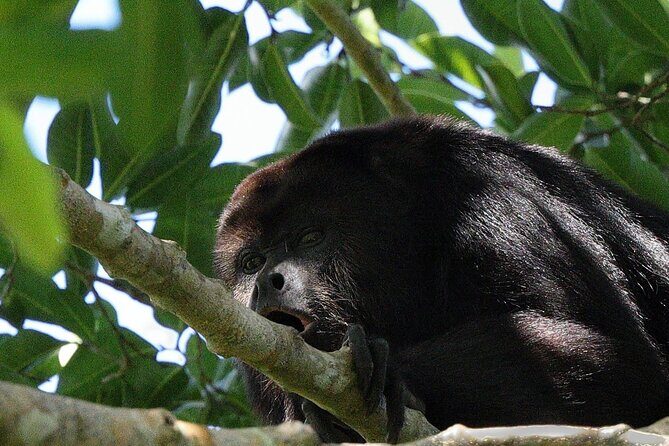 Mayan Jungle Adventure (Private, Full Day) - What to Expect from the Mayan Jungle Adventure