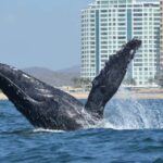 Mazatlán: Whale-Watching Boat Tour with Marine Experts - Price and Value