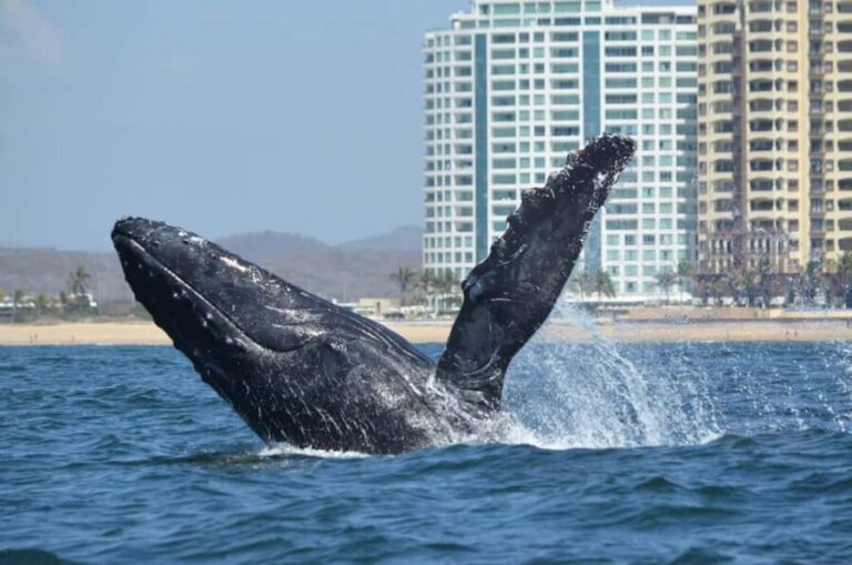Mazatlán: Whale-Watching Boat Tour with Marine Experts - Price and Value