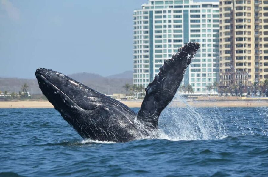 Mazatlán: Whale-Watching Boat Tour with Marine Experts - Price and Value