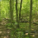 Meditative, Forest Bathing Hike followed by Yoga on the Deck - The Yoga on the Deck
