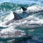Meet Dolphins in Huatulco - Is It Worth the Price?