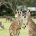 Melbourne: 2-Day Great Ocean Road & Grampians Tour - Who Is This Tour Best For?