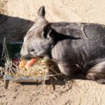 Melbourne: Murray River Paddle Steamer, Wildlife & Silo Art - Who Would Love This Tour?
