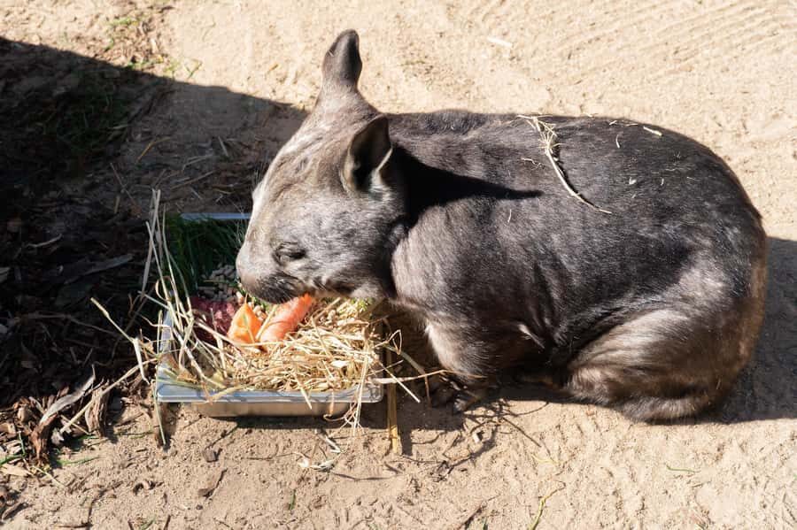 Melbourne: Murray River Paddle Steamer, Wildlife & Silo Art - Who Would Love This Tour?