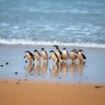 Melbourne: Phillip Island Private Trip, Penguin and Wildlife - Transportation and Group Size