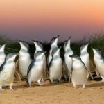 Melbourne Puffing Billy Penguin wine choc(16 max) Hotel Pick Up - Who Should Consider This Tour?