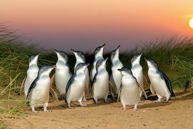 Melbourne Puffing Billy Penguin wine choc(16 max) Hotel Pick Up - Who Should Consider This Tour?