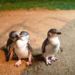 Melbourne: Puffing Billy Railway & Penguin Parade Day Tour - What Travelers Are Saying