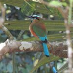 Merida Yucatan Birdwatching Activity - FAQ