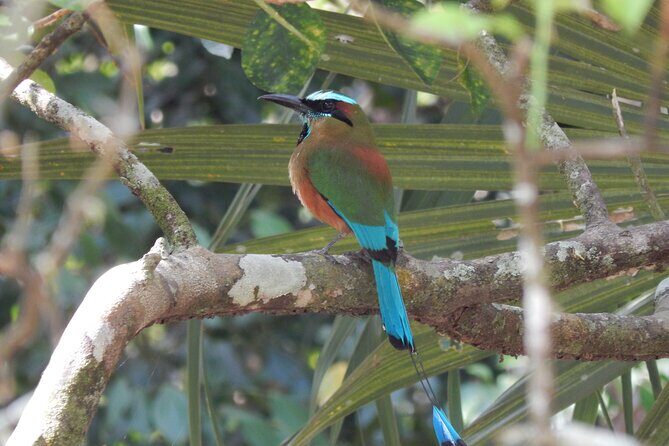 Merida Yucatan Birdwatching Activity - FAQ