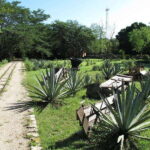 Merida: Yucatan Cenotes and Hacienda Full-Day Trip with Food - Who Should Consider This Tour?