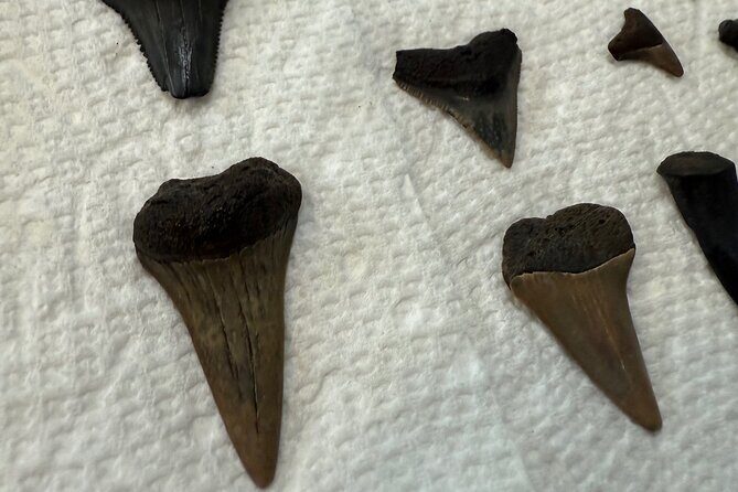 Mermaid Pirate Tours - The Sum Up