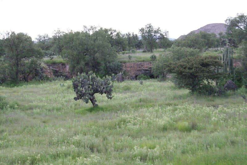 Mexico City: Basilica and Teotihuacan Pyramids Tour - Visiting Teotihuacan: The Pyramids and Beyond