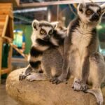 Mexico City: Entry Ticket to Acuario Michin - The Experience Breakdown