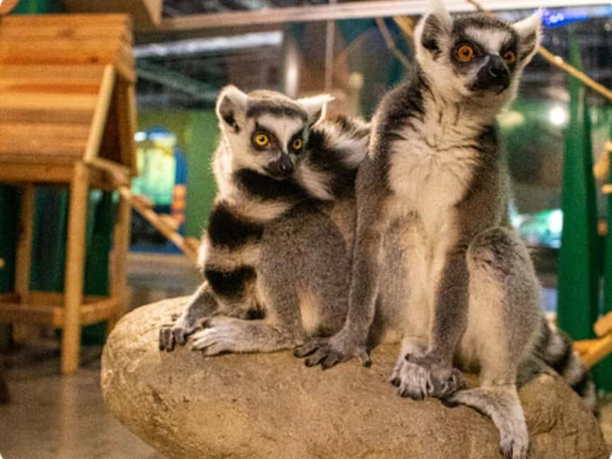 Mexico City: Entry Ticket to Acuario Michin - The Experience Breakdown