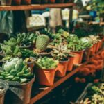 Mexico City: Mezcal Tasting and Market Tour with Lunch - Whats Included & Whats Not