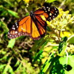 Mexico City: Monarch Butterfly Sanctuary Day Tour - Food and Cultural Experiences