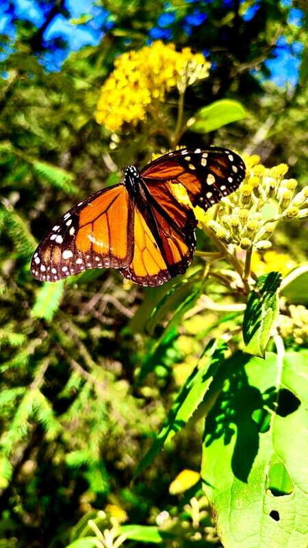 Mexico City: Monarch Butterfly Sanctuary Day Tour - Food and Cultural Experiences