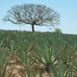 Mezcal Day Experience - Whats Included and Whats Not