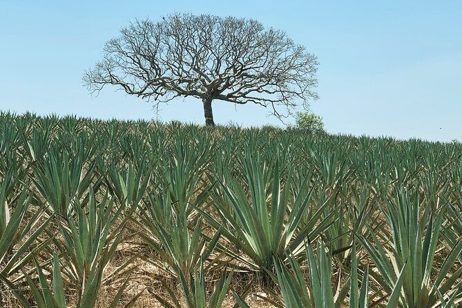 Mezcal Day Experience - Whats Included and Whats Not