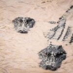 Miami: Alligator Spotting Airboat and Wildlife Reserve - The Value & Who It’s Best For