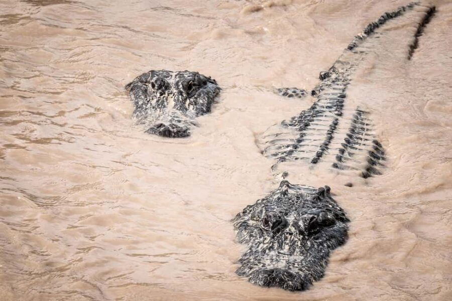 Miami: Alligator Spotting Airboat and Wildlife Reserve - The Value & Who It’s Best For