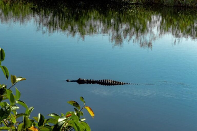 Miami: Alligator Spotting Airboat with Pick-Up/Drop-off - The Experience on the Water