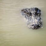 Miami: Everglades Airboat Alligator Tour with Transfer - Pricing and Value