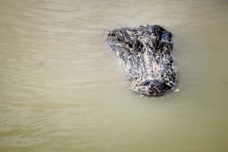 Miami: Everglades Airboat Alligator Tour with Transfer - Pricing and Value