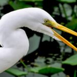 Miami: Everglades Safari Park Airboat Tour - The Wildlife Show & Exhibits