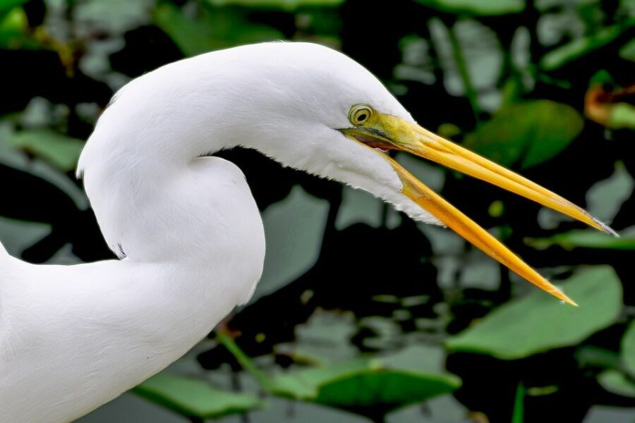 Miami: Everglades Safari Park Airboat Tour - The Wildlife Show & Exhibits