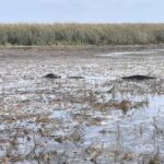 Miami: Private tour of the Everglades in French in a convertible Mustang - FAQ