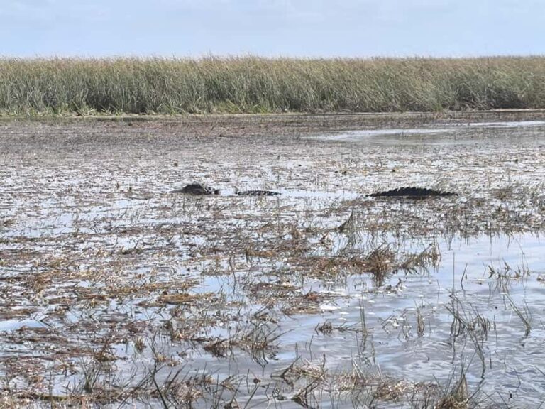Miami: Private tour of the Everglades in French in a convertible Mustang - FAQ